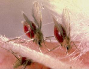 D:\Mukesh Samant 2006-07\Mukesh thesis\Thesis figures\Sand fly.TIF